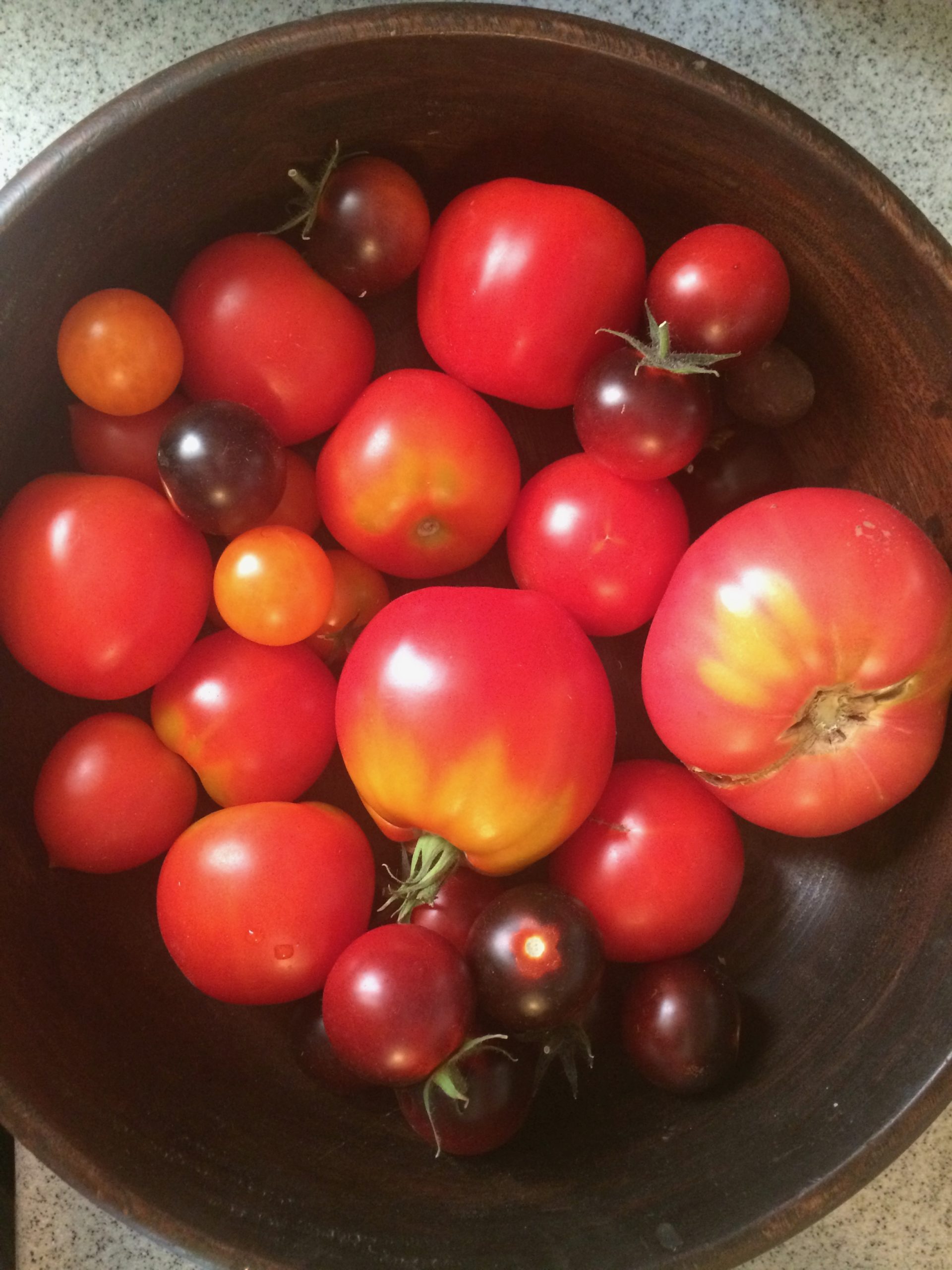 Tomato Starts